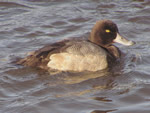 Common Goldeneye (female)