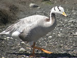 Banded Goose