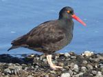 Black Oystercatcher