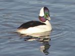 Bufflehead (male)