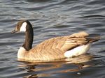 Canada Goose