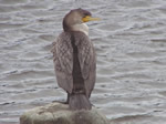 Double-crested Cormorant 