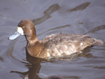 Greater Scaup (female)