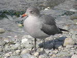 Heermann's Gull 