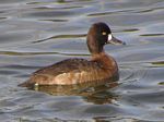 Lesser Scaup (female)