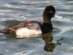 Lesser Scaup (male)