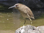 Night Heron (juvenile)