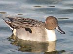 Northern Pintail (male)