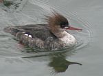 Red-breasted Merganser (female) 