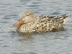 Northern Shoveler (female) 