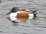 Northern Shoveler (male) 