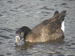 White-fronted Goose