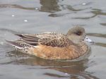 American Wigeon (female)