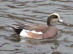 American Wigeon (male