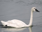 Tundra Swan 