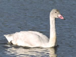 Tundra Swan (juvenile)