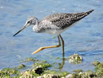 Greater Yellowlegs