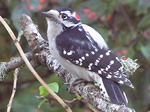Downy Woodpecker