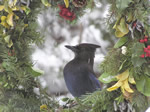 Steller's Jay