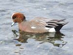 Eurasian Wigeon