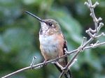 Female Rufous Hummingbird