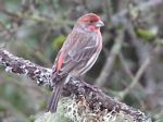 Housefinch
