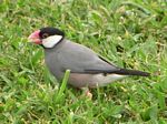 Java Sparrow