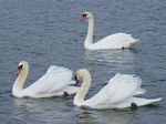 Mute Swans