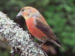 Red Crossbill
