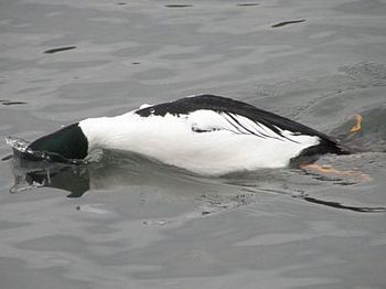 Common Goldeneye