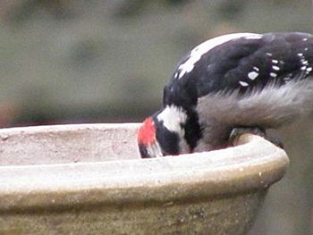 Common Goldeneye