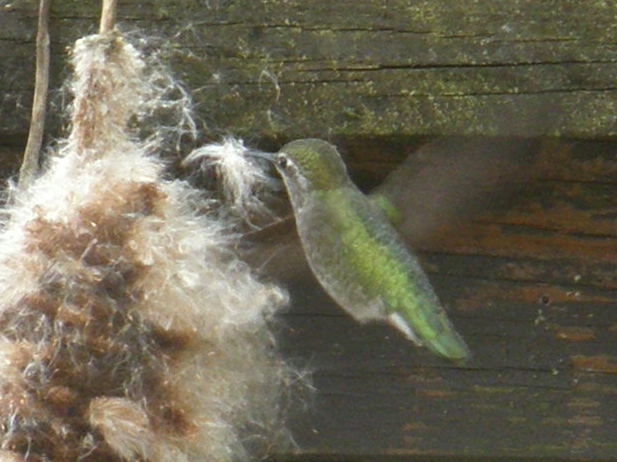 Hummingbird with cattail fluff