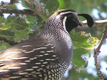 California Quail