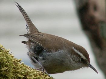 Bewick's Wren