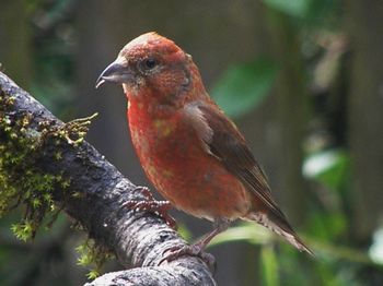 Red Crossbill