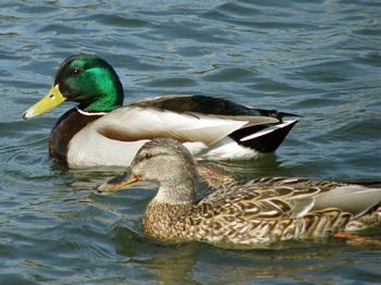 Mallards