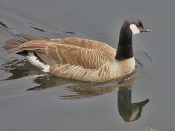 Canada Goose