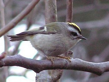 Golden-crowned Kinglet