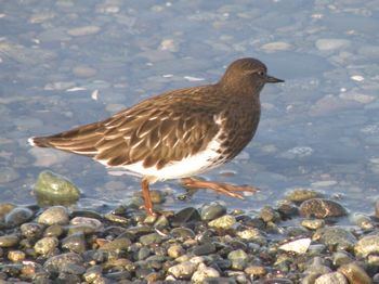 Black Turnstone