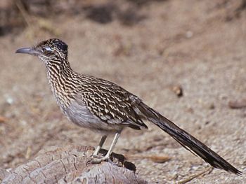 Greater Road Runner