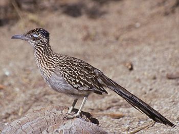 Greater Road Runner