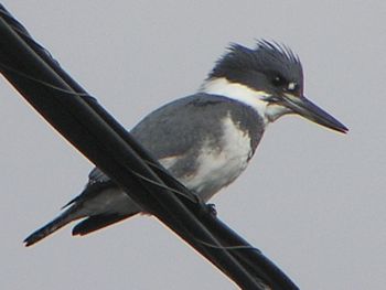 Belted Kingfisher