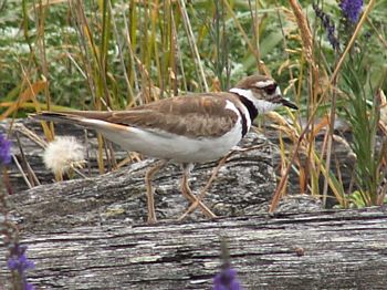 Killdeer