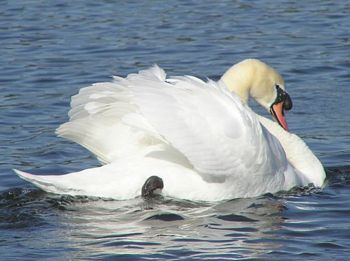 Mute Swan