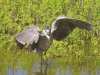 Night Heron