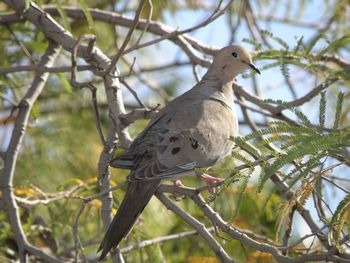 Mourning Dove