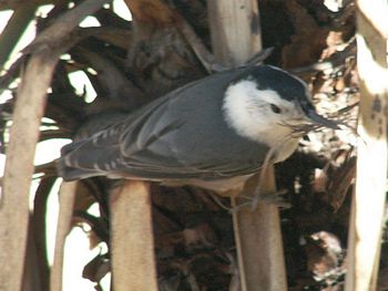 White-breasted Nuthatch