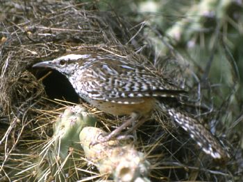 Cactus Wren