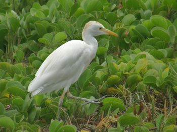 Cattle Egret