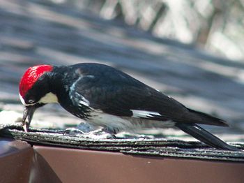 Acorn Woodpecker